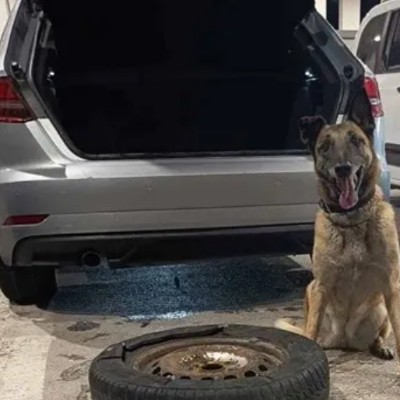 Σκύλος της ΕΛΑΣ έβγαλε «λαβράκι» στα σύνορα του Έβρου – Τι βρήκε στο αυτοκίνητο; (video)