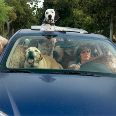 Οι σκύλοι αποσπούν στην οδήγηση