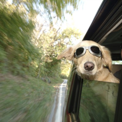 Ζώα στο αυτοκίνητο: Τι να προσέξεις σε ένα ταξίδι