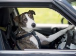 Can you teach a dog to drive?