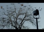 Audi Drone Attack
