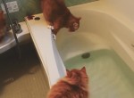 NISSAN KnockKnockCats
