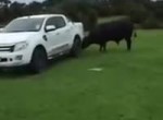 81-Year-Old Man Attempts to Fight Bull