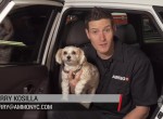 How To Remove Dog Hair From Car Interiors