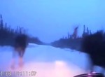 Car narrowly avoids 4 moose on snowy road