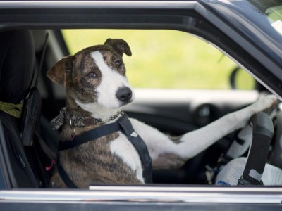 Can you teach a dog to drive?