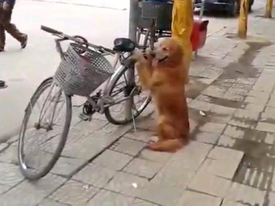 Dog Guards Owner's Bike