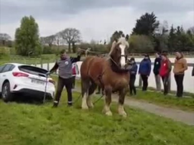 Άλογο τραβάει ένα αυτοκίνητο